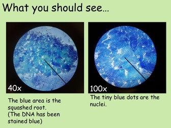 GCSE/A Level Observing Mitosis in Root Tips