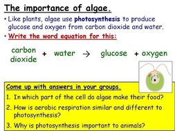 Protoctists Year 8 Lesson PowerPoint + Extensions (KS3 8Dd) Algae Unicellular Organisms topic