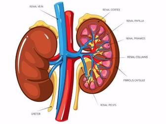 Unit 13, Unit 14 Unit 5.  Renal system Kidney Function and dysfunction, Oedema etc.  BTEC
