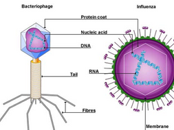 Virus | Teaching Resources