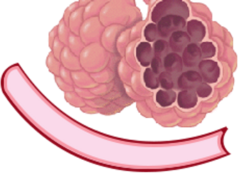 Gas exchange and its circulation through the blood