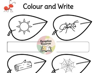 Colour and Write EYFS minibeasts theme