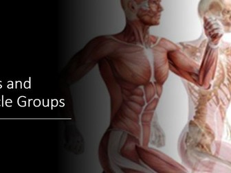 The Musculoskeletal System- HBS