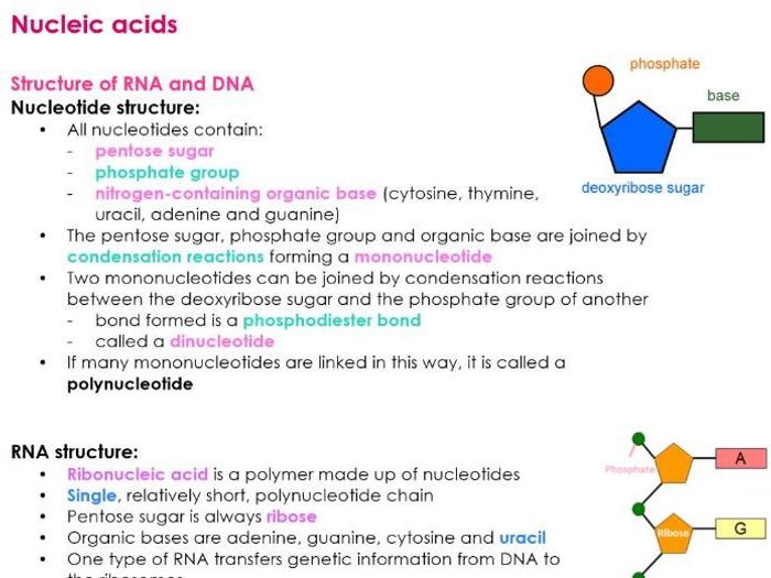 AQA A Level Biology NUCLEIC ACIDS Notes For NEW A LEVEL SPEC | Teaching ...