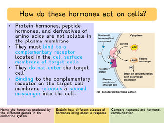 Module 5 Hormonal Communication