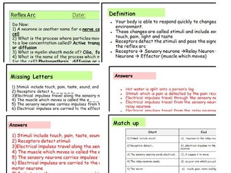 GCSE Reflex Arc Lesson – Engaging Activities with Worksheets for All Abilities