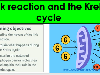 AQA A-level Biology: 12.2 Link reaction and Krebs cycle