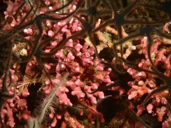Discovering Scotland’s Priority Marine Features (90mins)