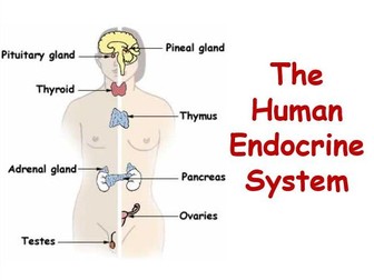 The Human Endocrine System