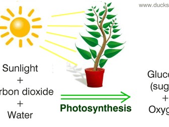 Year 12 Applied Science Photosynthesis