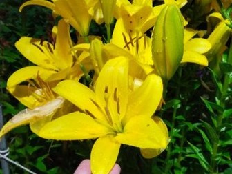 GIVING MEANING OF IDIOMATIC EXPRESSIONS USED