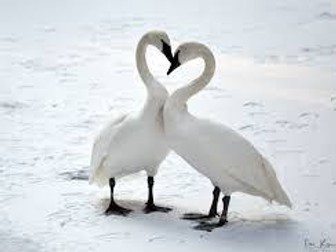 Love and Relationships Cluster; Winter Swans