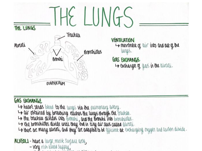 The Lungs (Organisation) Revision Poster [AQA GCSE Biology Double And ...