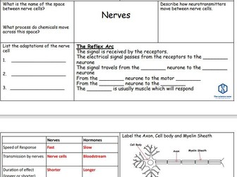 B2 Nerves & Reflexes Revision Mat – Boost GCSE Biology Understanding with This Interactive Resource!