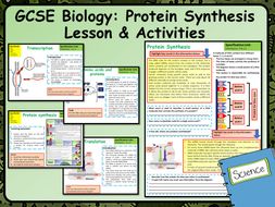 AQA KS4 GCSE Biology (Science) Protein Synthesis Lesson & Activities ...