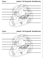 The Cell Worksheets | Teaching Resources