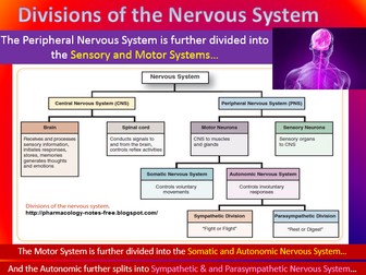 NEW OCR Biology A 5.5.5 The Mammalian Nervous System