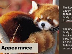 Red Panda Information Text | Teaching Resources