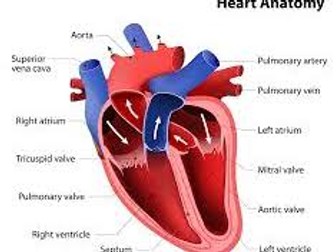Unit 1- Cardiovascular System