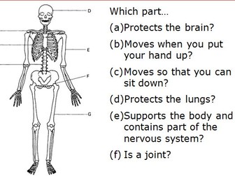 Muscles & Bones Lessons 5&6 - The Skeleton (Exploring Science 7C)