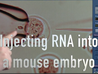 Injecting RNA into mice embryos