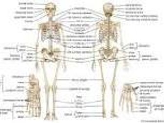 Unit 1- Anatomy - Skeletal System