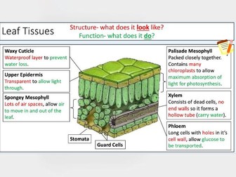 Plant Gas Exchange, Human Gas Exchange & Breathing Disorders (3 lessons)