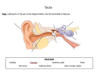 KS3 Label the Ear Worksheet