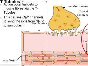 A2 - Neurones and Muscles