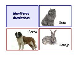 Spanish Flash Cards "Los animales", Animals and their classifications. 90.