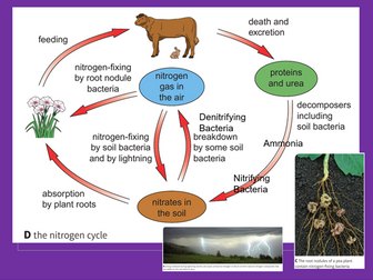 Edexcel SB9 The Nitrogen Cycle Complete Lesson – GCSE Combined/ Biology