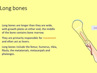 Bone classifications