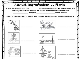 Asexual reproduction in plants