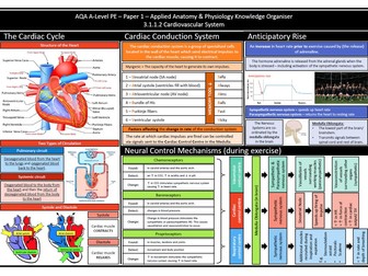 AQA A-Level PE Cardiovascular System Knowledge Organiser