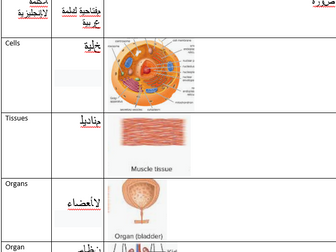AQA GCSE Organisation Keywords Arabic