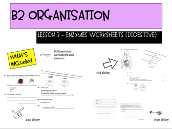 Differentiated Enzyme worksheets with answers