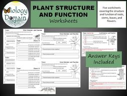 Root Structure And Growth Worksheet Answers