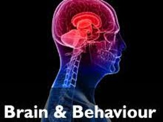 IB Psychology The Brain and Behaviour