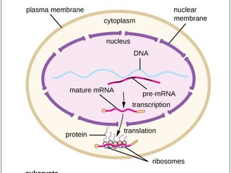 B2.2 Organelles and Compartmentalisation REVISION