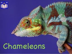 Chameleons - fascinating facts