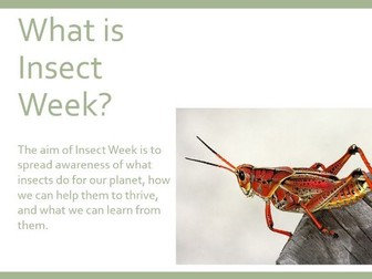 Insect Week Assembly
