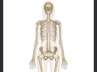 Year 2- The Human Body
