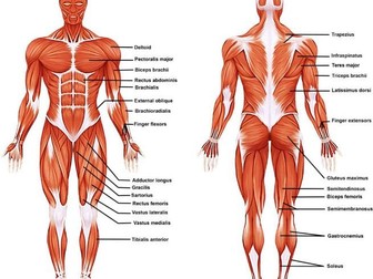 Unit 1- Muscular System
