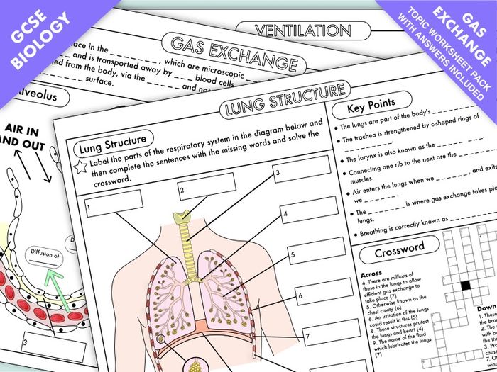 GCSE Biology Worksheet Pack On Gas Exchange (Breathing Topic ...