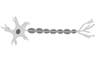 Structure of a Neurone - GCSE Biology