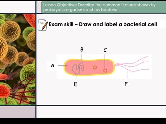 Edexcel IGCSE Biology Section 1 (Full unit)