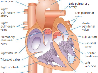 Structure of the heart and cardiac conduction system AQA A level PE lesson