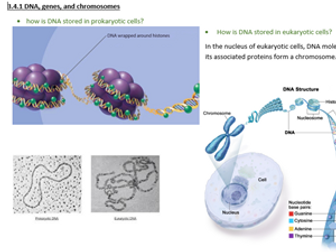 3.4.1 DNA, genes, and chromosomes: revision resource for A level AQA biology