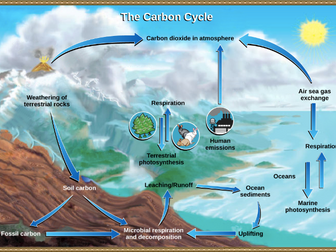 Water and Carbon Cycle