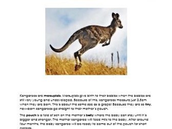 Kangaroos